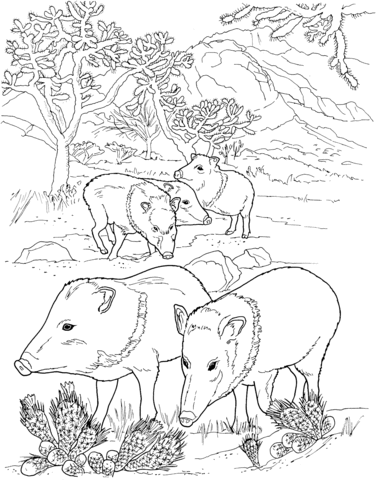 Javelina Peccaries Wild Pigs Coloring Page